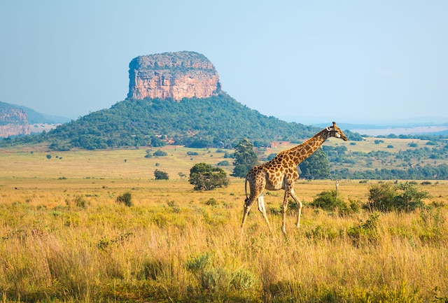 Africa Selatan